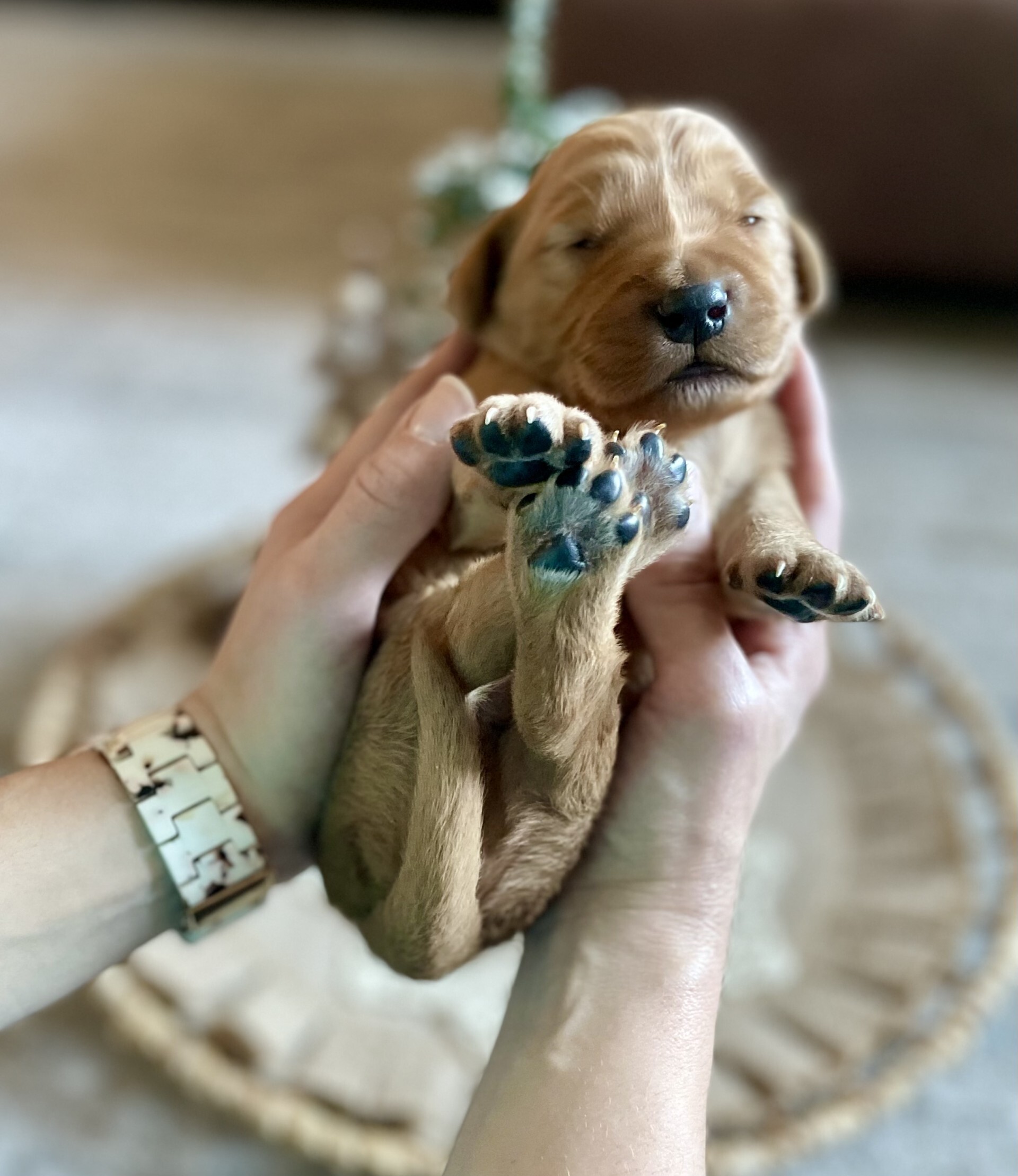 20d943ef-edf8-4bef-b762-54b50da43e47