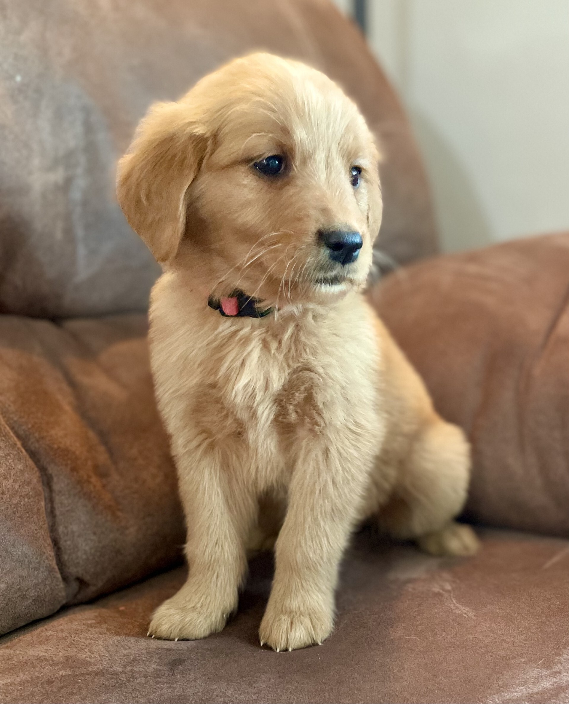 4d3fd517-c524-4d0e-8751-4a1a5909e29c