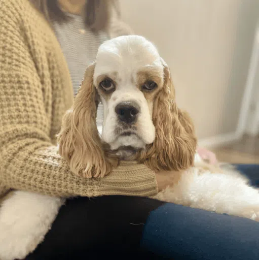 About Cocker Spaniels