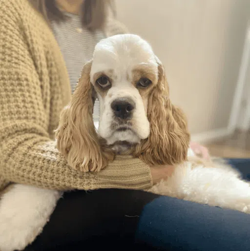 About Cocker Spaniels