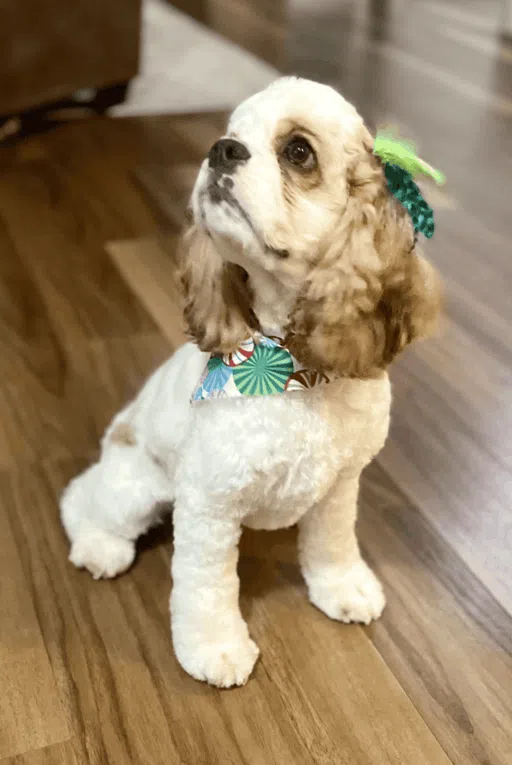About Cocker Spaniels