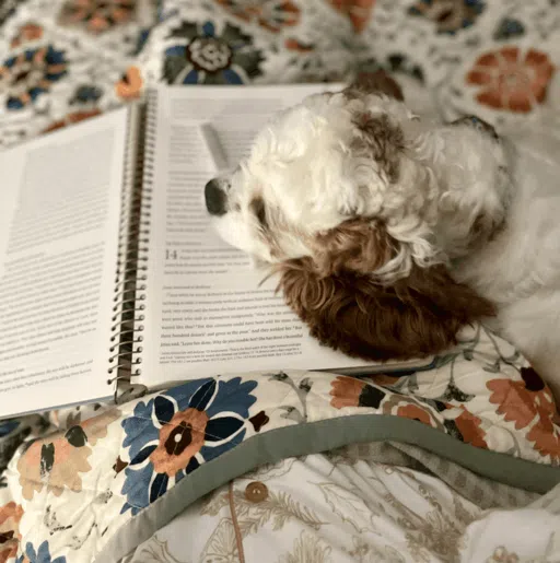 cocker spaniel puppies for sale