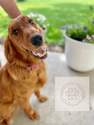 Hadley Watermark 2 (1) (1)